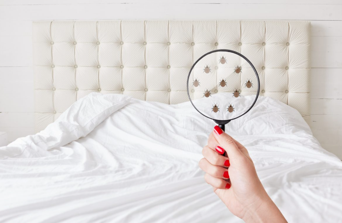 So bekämpfen Sie Bettwanzen in Ihrem Zuhause: Ein umfassender Leitfaden